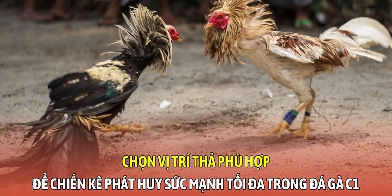 Chọn vị trí thả phù hợp để chiến kê phát huy sức mạnh tối đa trong đá gà C1