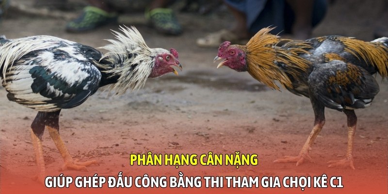 Phân hạng cân nặng giúp ghép đấu công bằng thi tham gia chọi kê C1