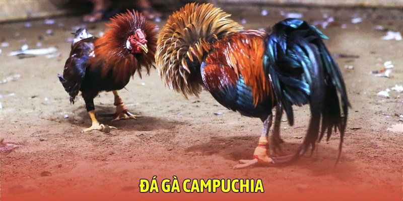 da-ga-campuchia (1)