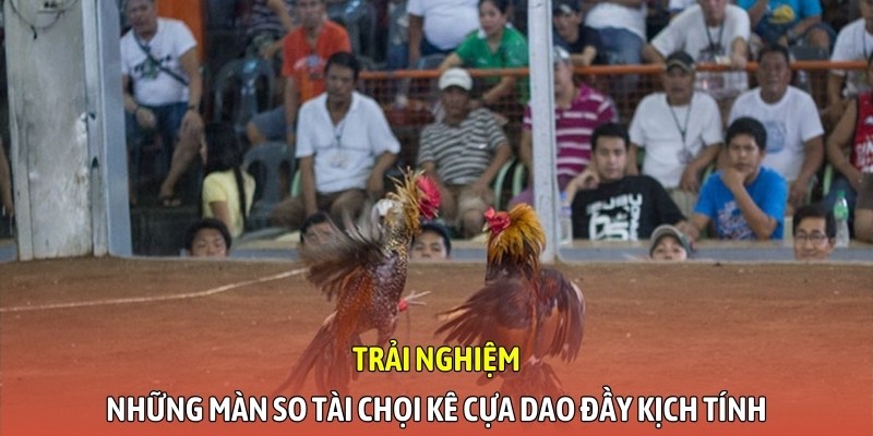 Trải nghiệm những màn so tài chọi kê cựa dao đầy kịch tính