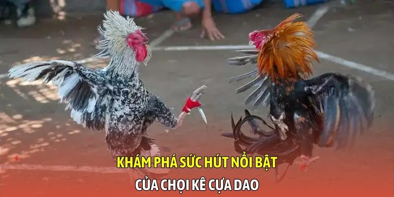 Khám phá sức hút nổi bật của chọi kê cựa dao