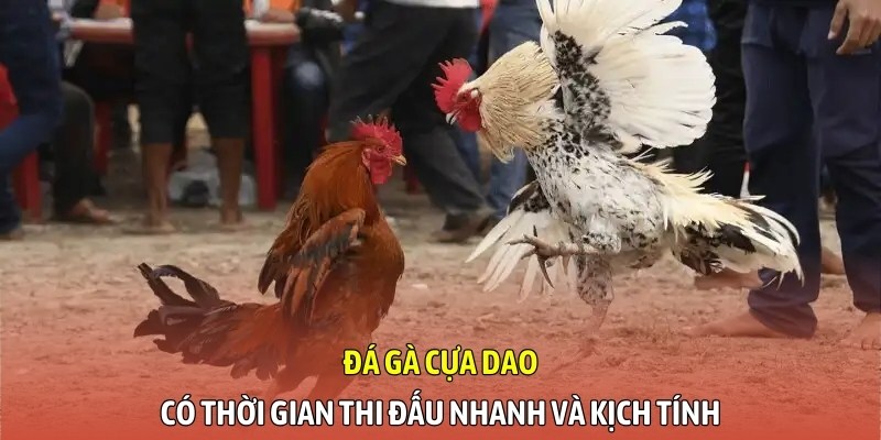 Đá gà cựa dao có thời gian thi đấu nhanh và kịch tính