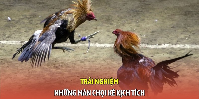 Trải nghiệm những màn chọi kê kịch tích