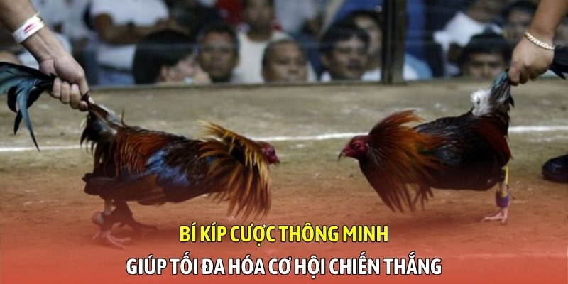 Bí kíp cược thông minh giúp tối đa hóa cơ hội chiến thắng