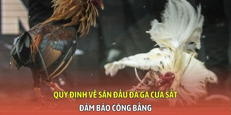 Quy định về sân đấu đá gà cựa sắt đảm bảo công bằng