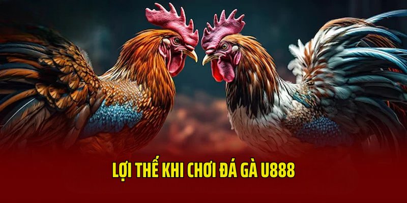 Lợi thế giúp sảnh đá gà U888 thu hút người chơi 