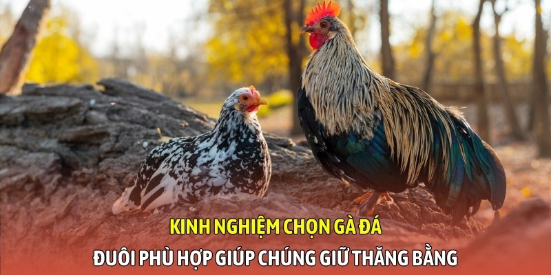 Kinh nghiệm chọn gà đá - Đuôi phù hợp giúp chúng giữ thăng bằng