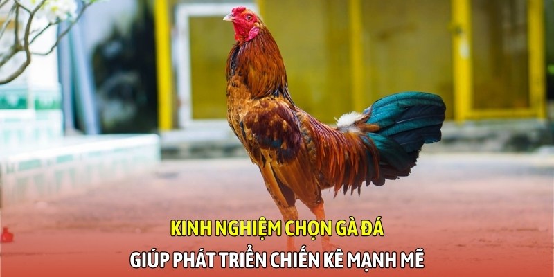 Kinh nghiệm chọn gà đá giúp phát triển chiến kê mạnh mẽ