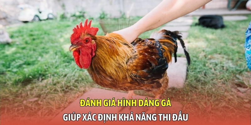 Đánh giá hình dáng gà giúp xác định khả năng thi đấu