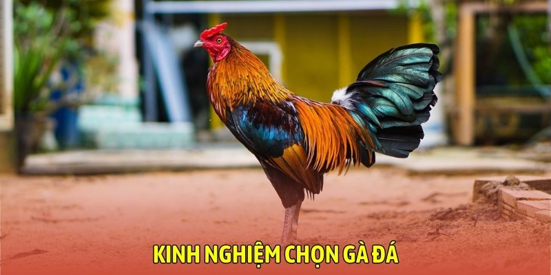 kinh-nghiem-chon-ga-da